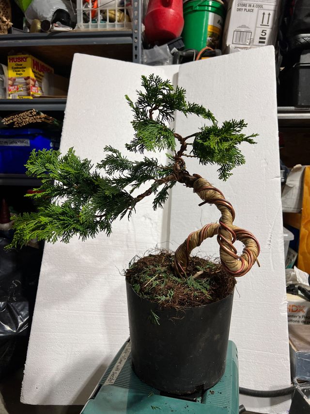 2025-05 meeting | Bonsai Society of Winnipeg |