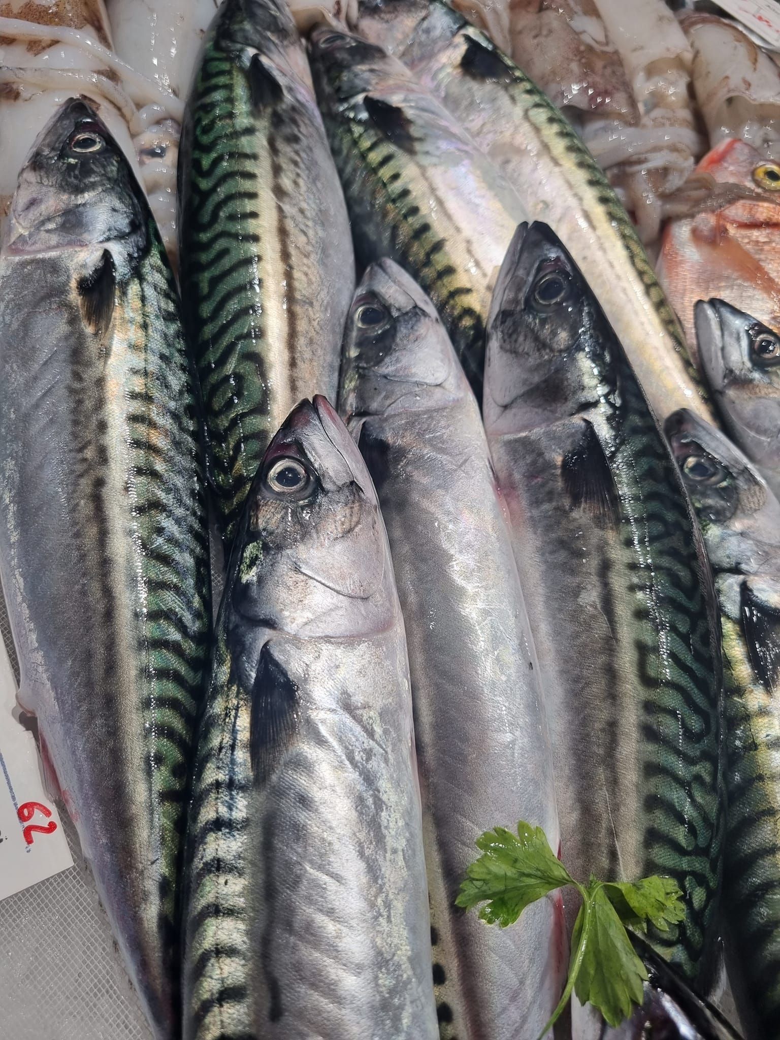 pesce fresco 10