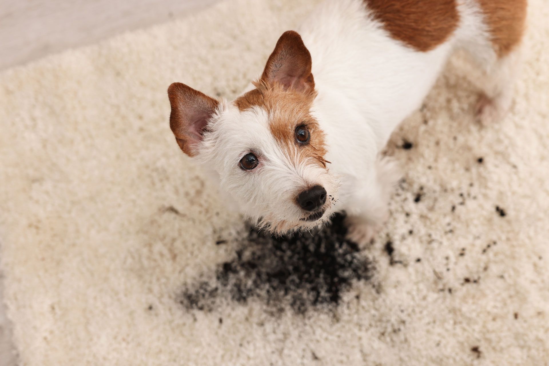 A small dog is standing on a dirty carpet.