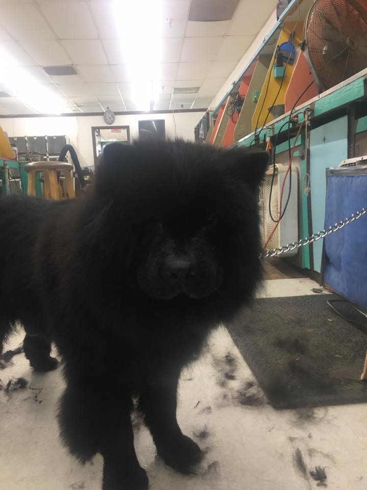 Grooming Certification — Black Dog in Oklahoma City, OK
