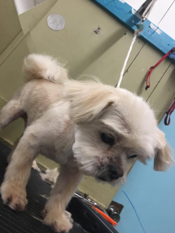 Learn to Groom — White Little Dog in Oklahoma City, OK