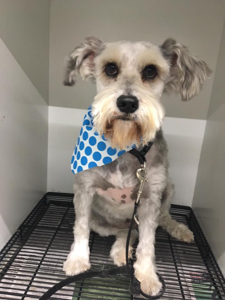 Groom — Dog with Blue Towel in Oklahoma City, OK