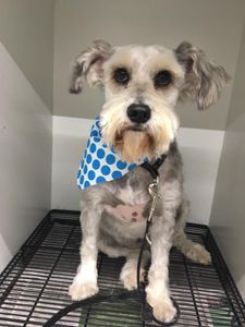 Dog Grooming — Dog with Blue Towel in Oklahoma City, OK