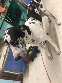 Groom Training — Dalmatian Dog Breed in Oklahoma City, OK