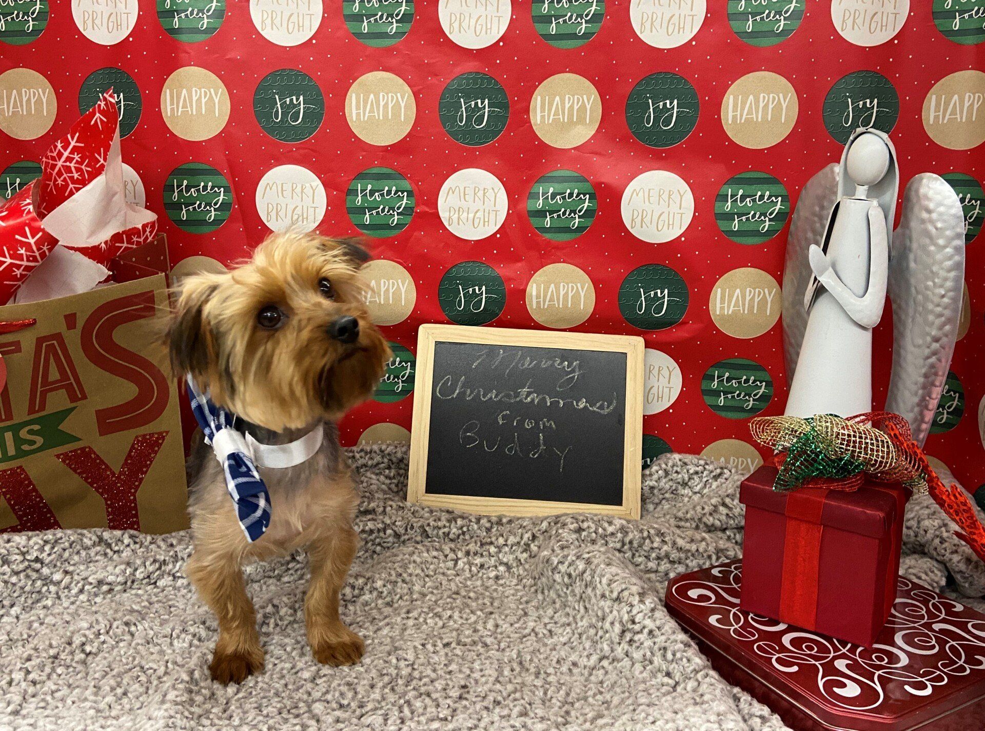 Dog Grooming — Dog with Necktie in Oklahoma City, OK