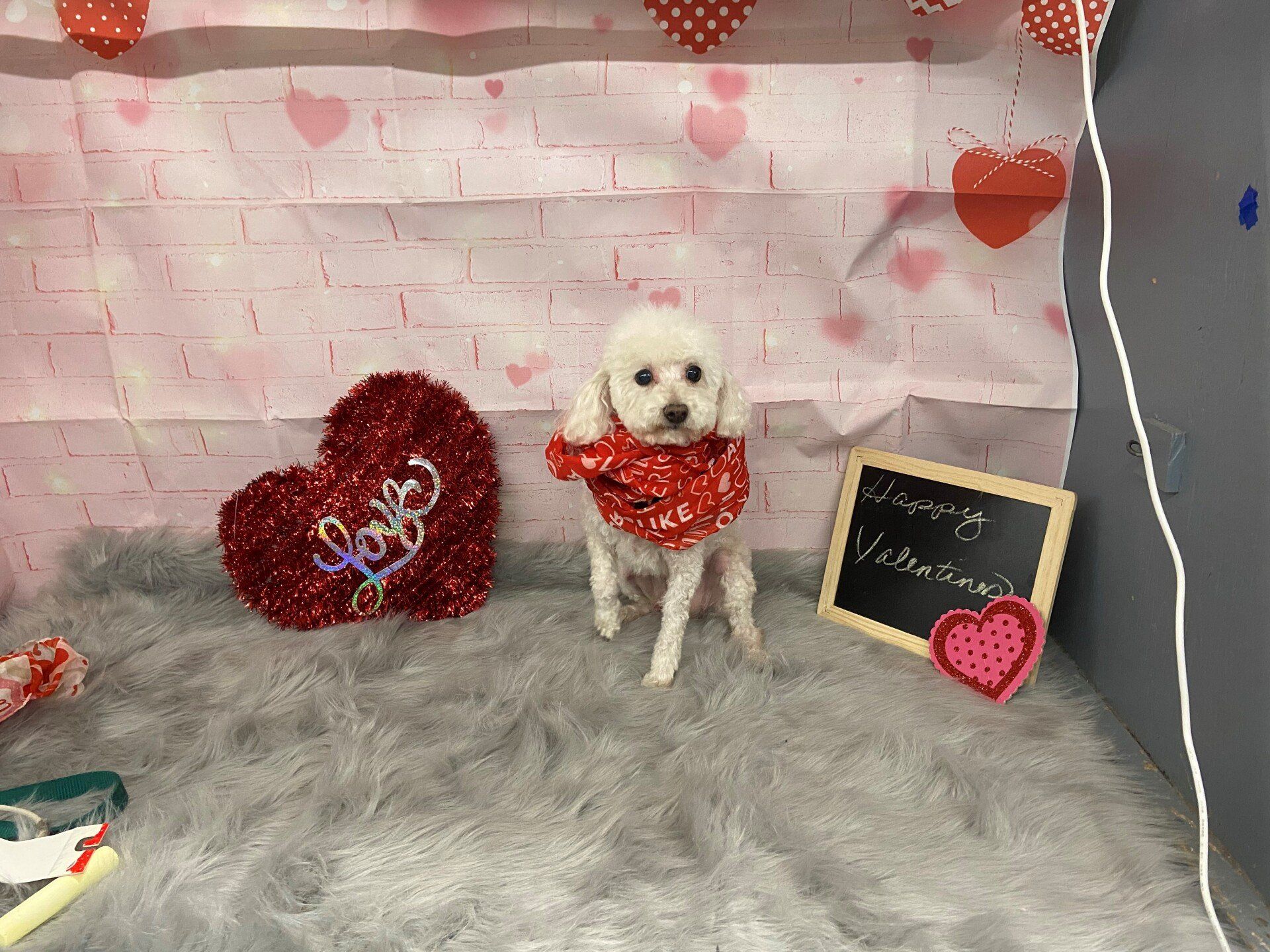 Dog Grooming — Dog with Red Cloth in Neck in Oklahoma City, OK