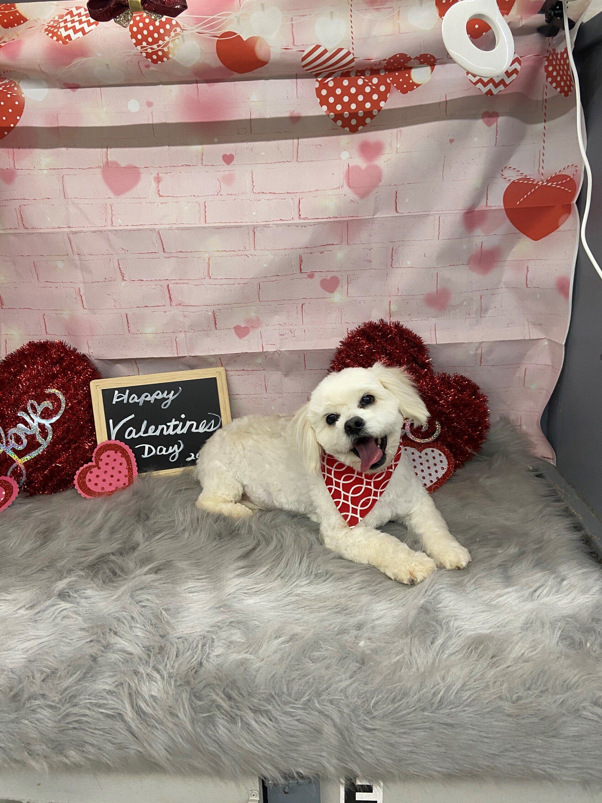Dog Grooming — Dog with Handkerchief in Neck in Oklahoma City, OK
