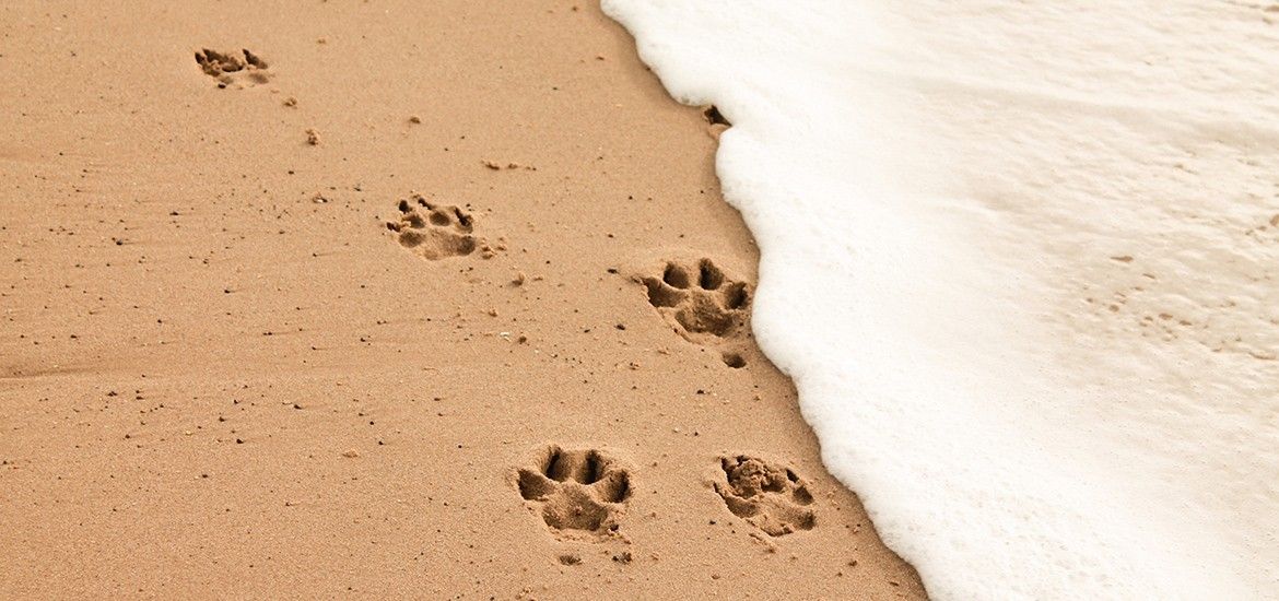 Pfotenabdrücke eines Hundes im Sand am Strand