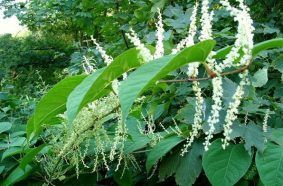 Japanese Knotweed 