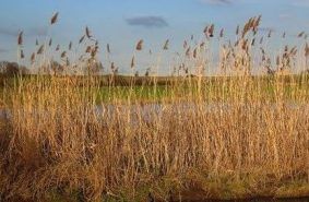 Phragmites