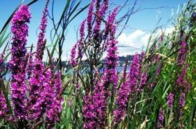 Purple Loosestrife