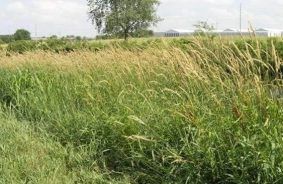 Reed Canary Grass