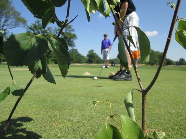 Golfers on a green course, one putting, another watching in the background, framed by leaves under a blue sky.