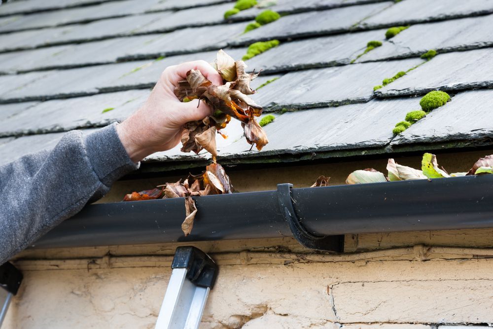 A Person is Cleaning a Gutter of Leaves From a Roof — Exquisite Exterior Cleaning In North Gosford, NSW