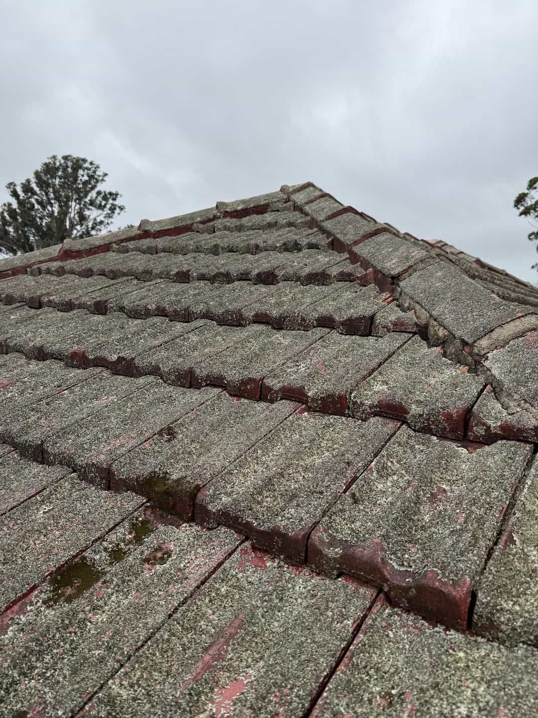 A roof covered in lichen