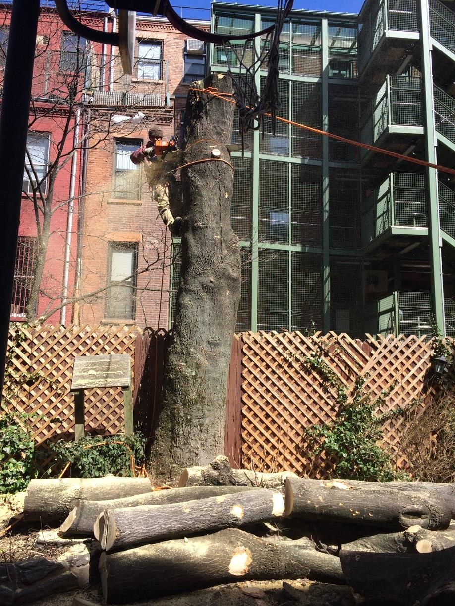 Tree trunk being cut down in urban backyard. Logs at base, buildings in background.