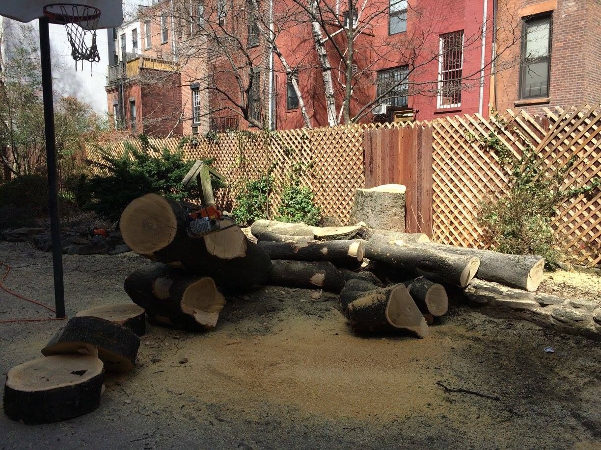 Logs and wood shavings in a backyard, beside a chain saw, with a lattice fence in the background.