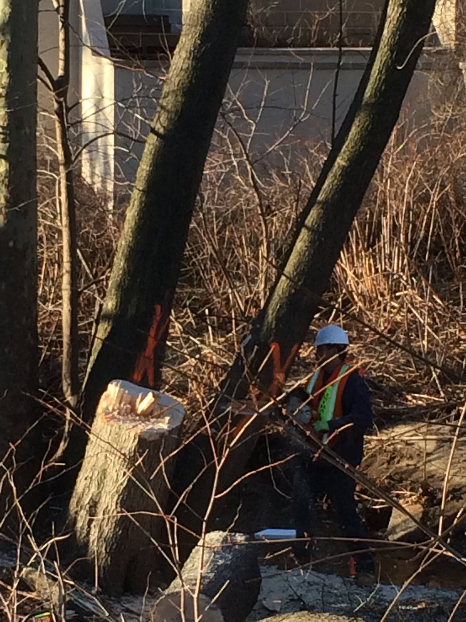 Person using a chainsaw to cut a tree. The person wears a hard hat and safety vest.