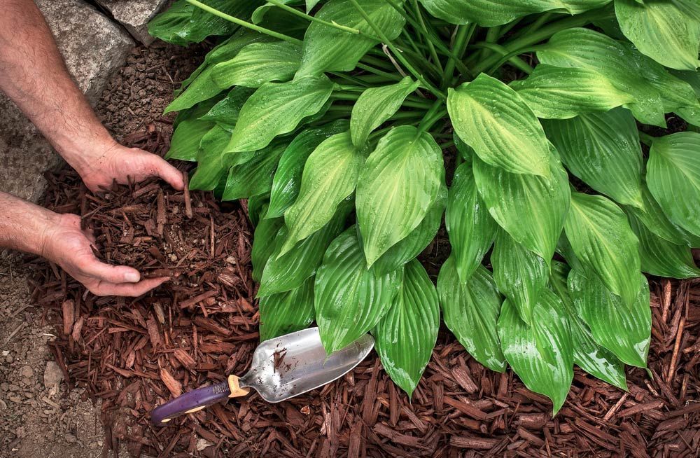 A Person Is Spreading Mulch Around a Plant with A Shovel — Hayman Acres Garden Services In Rochester, VIC