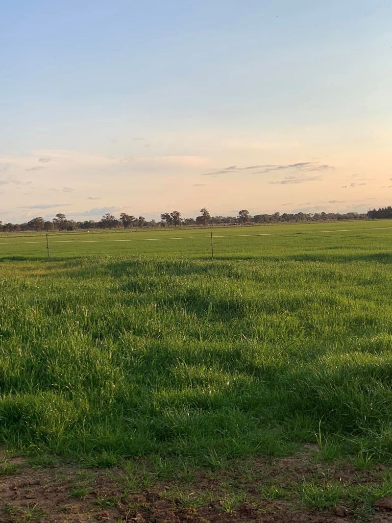 A Large Grassy Field with Trees in The Background at Sunset — Hayman Acres Garden Services In Undera, VIC 
