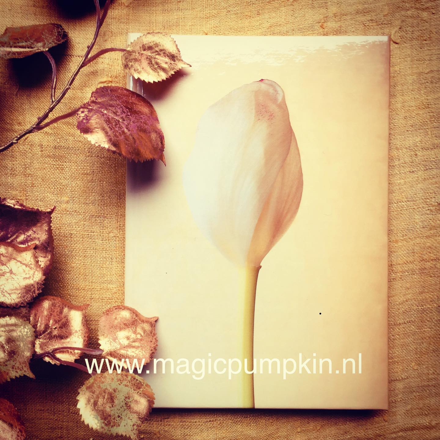 Guided meditation, abundance, essential oils, coaching, mindfulness