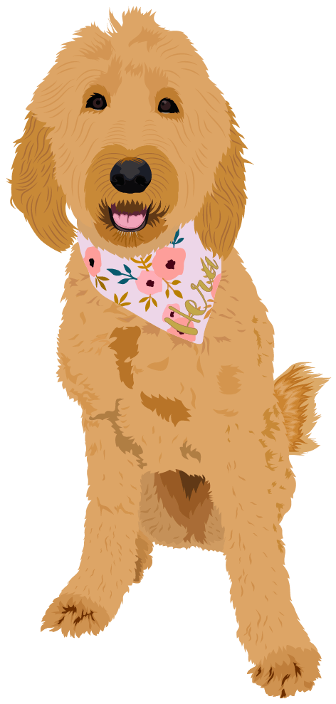 A brown dog wearing a pink floral bandana is sitting on a white background.