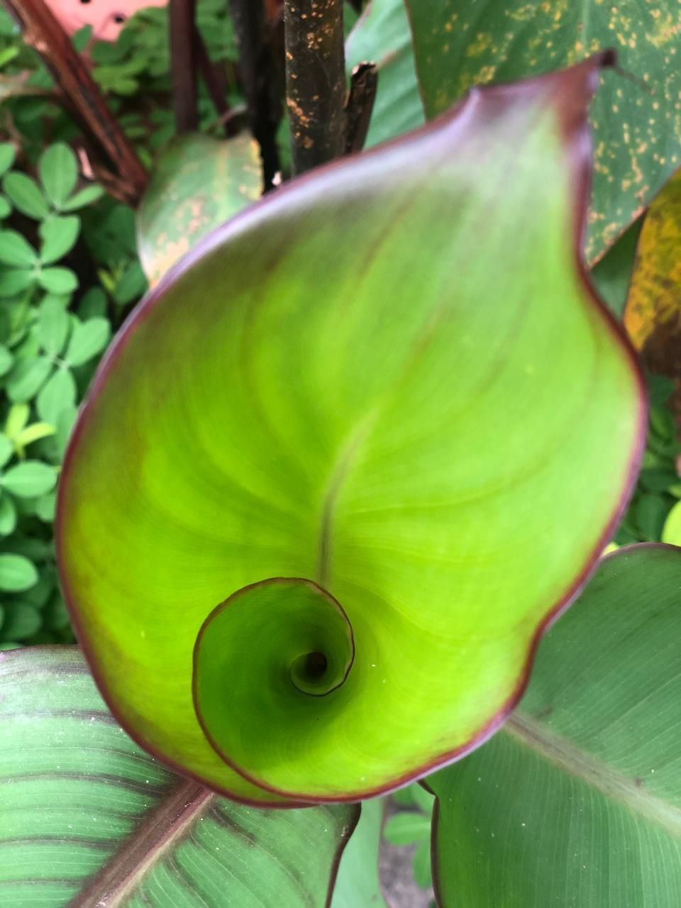 Detalhes do altar com ervas e elementos ancestrais