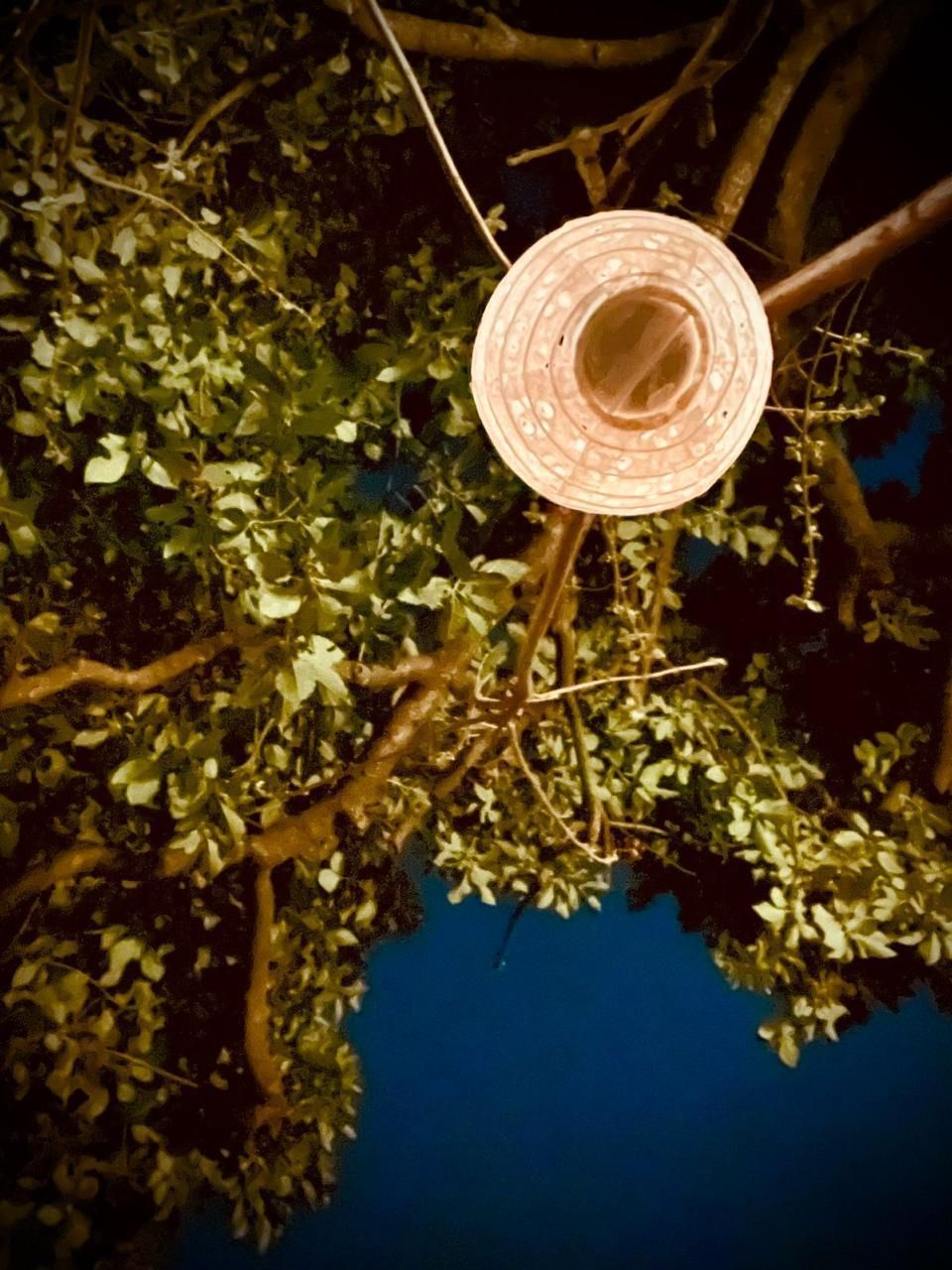 Entrada da Casa Pulsar com plantas e luz natural