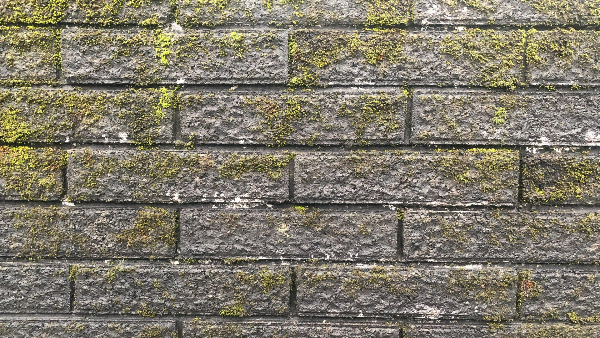 Gray brick wall covered in green moss.