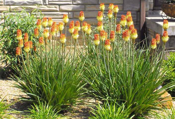 outdoor plants - landscape architecture in Tri-Cities VA & TN, Virginia & West Virginia