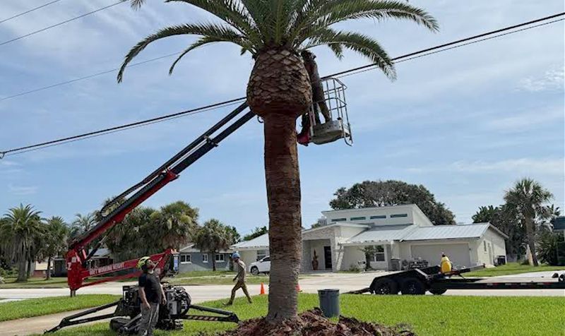 A palm tree being trimmed by a worker in a lift bucket near power lines and a house.