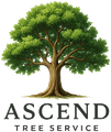 Tree with full green canopy, brown trunk, and roots, Ascend Tree Service logo.