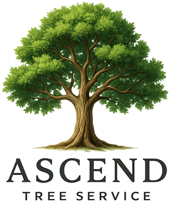 Tree with full green canopy, brown trunk, and roots, Ascend Tree Service logo.