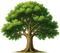 Large, leafy tree with a thick brown trunk and green leaves.