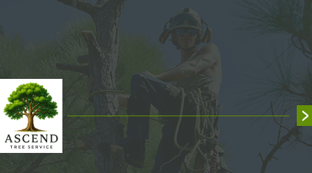 A man is cutting a tree with a chainsaw.
