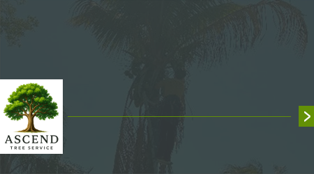 A man is cutting a tree with a chainsaw.