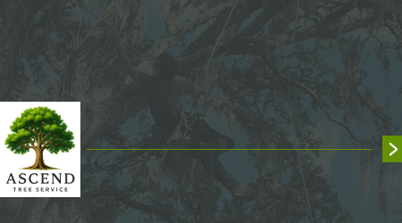 A man is cutting a tree with a chainsaw.