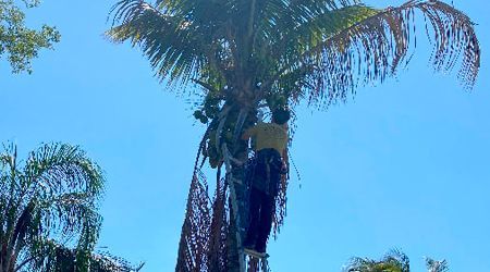 Man climbing a tall palm tree against a bright blue sky, working on the fronds.