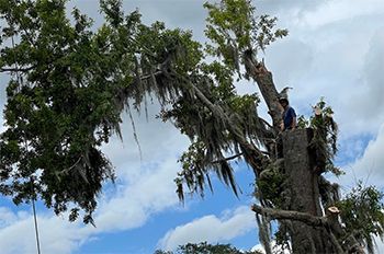 Person trimming a large tree covered in moss, under a cloudy sky.