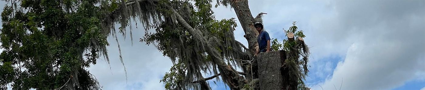 Person in a tree, amongst foliage, against a cloudy sky.