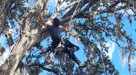 A person wearing a harness climbs a tree with a rope, reaching toward the sky.