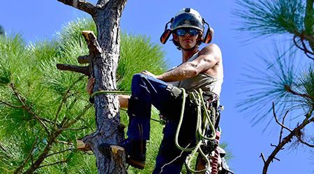 Arborist in safety gear climbing a tall tree; blue sky in background.