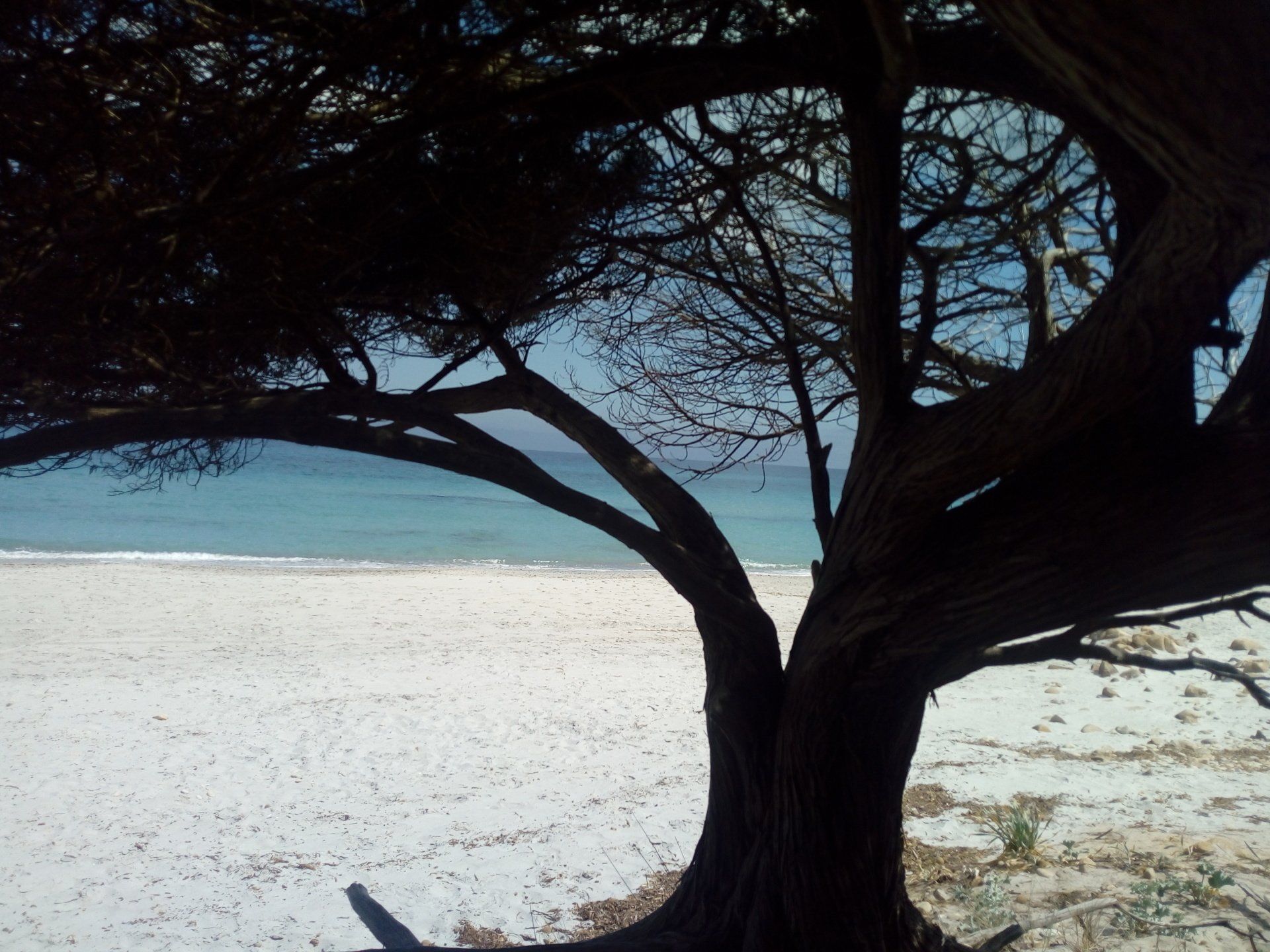 albero vicono al mare