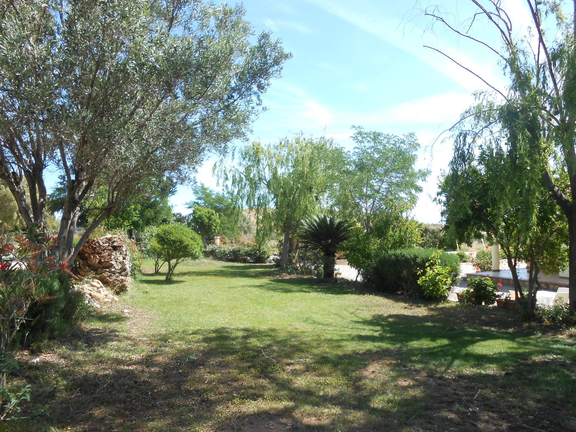 giardino con ulivi e palme