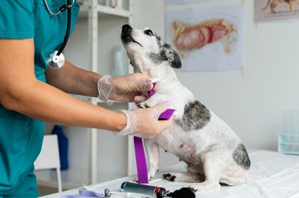 servicios medicos veterinarios