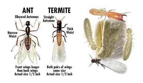 ant vs termite comparison