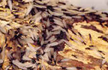 termites winged