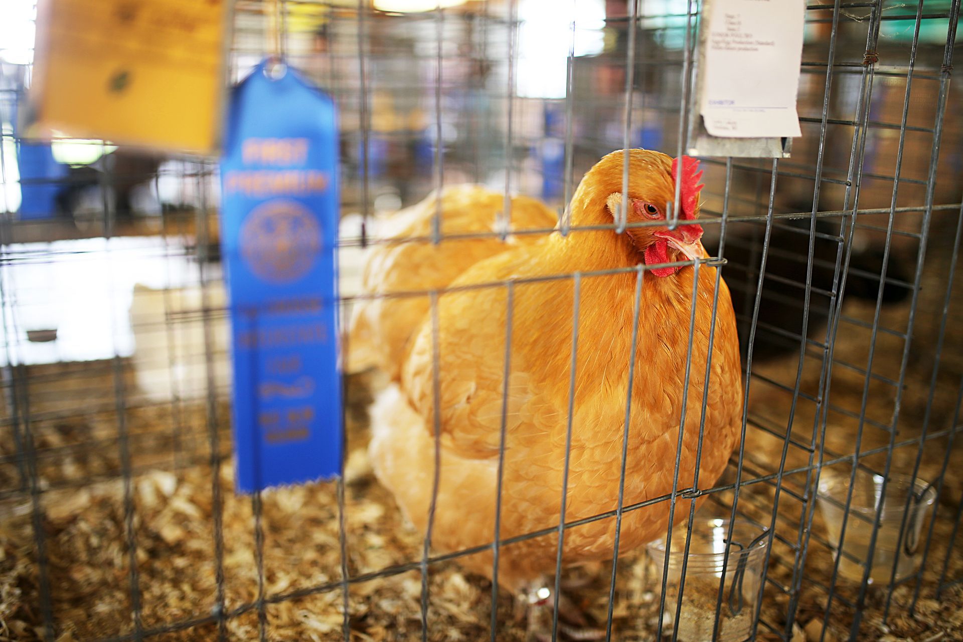 Orange chicken inside a wire cage at a market stall, with a blue ribbon hanging nearby
