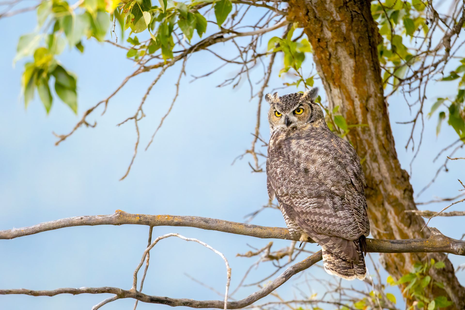 A great horned owl with patterned brown and gray feathers perches on a tree branch against a bright blue sky.