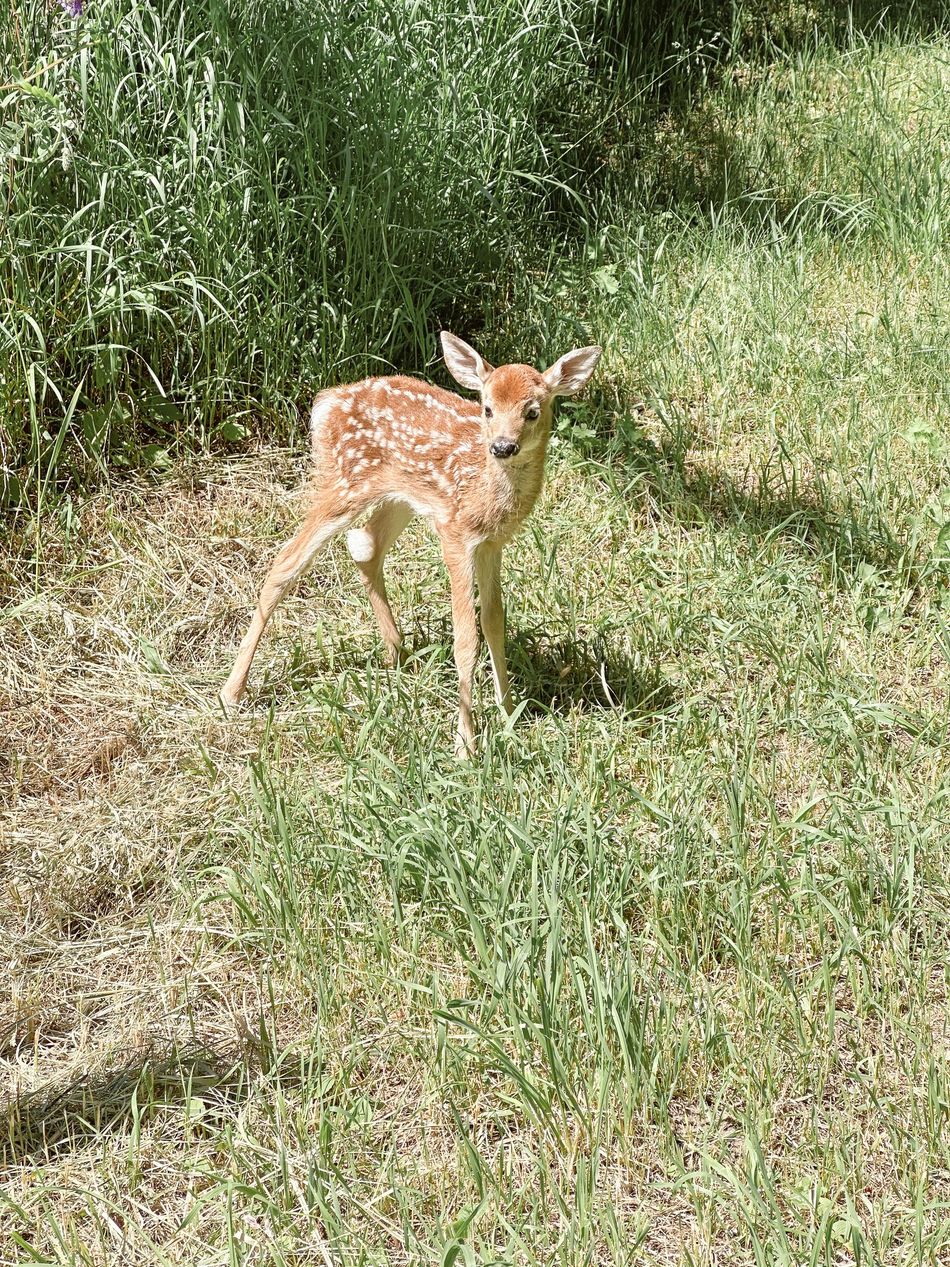 Fawn on grassy background